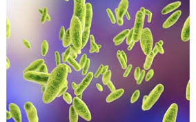 اسلاید آموزشی با عنوان مروری بر بیماری بروسلوزو واکسن سویه