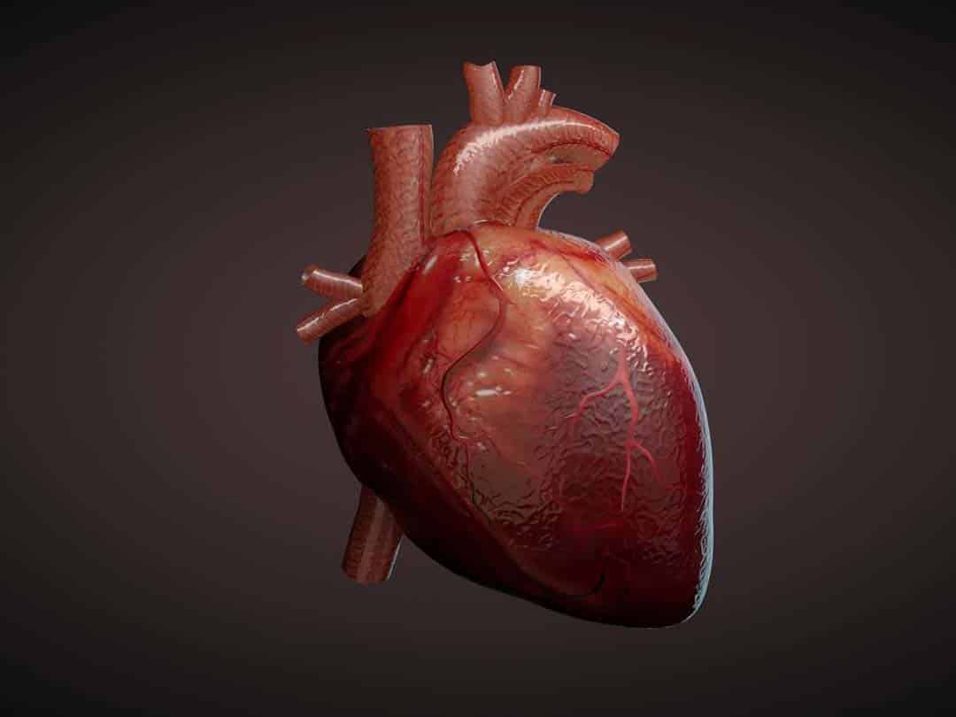 پاورپوینت فیزیولوژی قلب و دستگاه گردش خون
