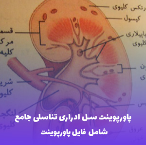 پاورپوینت سل ادراری تناسلی جامع | دانلود فوری و کاربردی