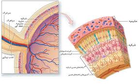 پاورپوینت نوترکیبی ژنهای گیرنده آنتی ژنی واقعه کلیدی (ppt) 34 اسلاید