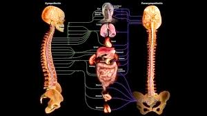 پاورپوینت دستگاه عصبی خود مختار (ppt) 11 اسلاید