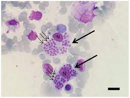 پاورپوینت لیشمانیوزیس