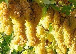 پاورپوینت کارگاه آموزشی تغذیه انگور (ppt) 46 اسلاید