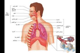 پاورپوینت آناتومی و فیزیولوژی دستگاه تنفس (ppt) 42 اسلاید