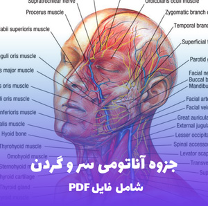 جزوه آناتومی سر و گردن | دانلود سریع PDF با توضیحات کامل